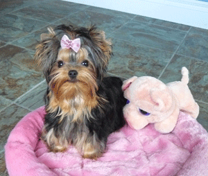 baby doll face yorkie